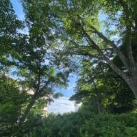夏の思い出をたくさん作りましょう！🌳