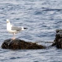 06/26探鳥記録写真：2025年３月に出会った鳥たち②