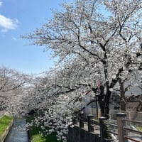 佐竹本三十六歌仙絵（小野小町） 東京国立博物館（特集陳列