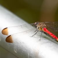 久しぶりの更新・・朝の公園でリスアカネ他