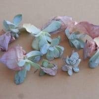 花もいらぬ子も要らぬ