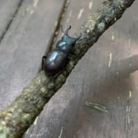 小さな森の小さないきもの