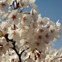 お花見に行ってきました。