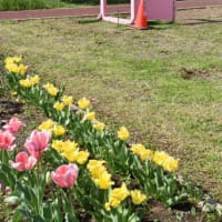 舎人公園駅　花とピンクのドアー　　　16