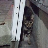 別嬪さん