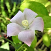 ハイビスカス　ロバツス　　　　精霊の守り花　　　　　　千葉県市川浦安アスファルト脇植物園・自宅