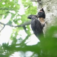 こんなところで、クマゲラ子育手日記　④