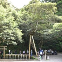 茨城の鹿島神宮　御手洗池の神秘　　　10