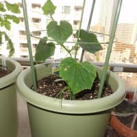 都会の真ん中で家庭菜園（今年は順調です）