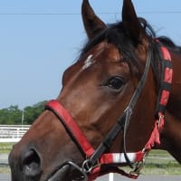 【マジックブルー】さらに馬体を引き締めたい