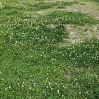 シロツメクサの空き地
