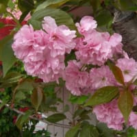 ご近所のお庭に咲く藤の花と咲き残った八重桜　