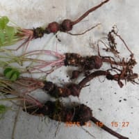 6月15日　ウマノスズクサの自生地確認に。ジャコウアゲハの姿がない。アオギリ・　？シロバナイモカタバミ 面白い塊茎・