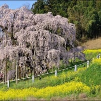 「三春の滝桜」
