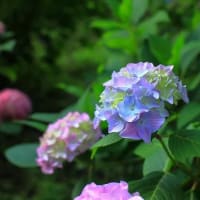 蜻蛉池公園の紫陽花園等（続）～～