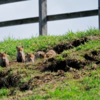 青森・北海道の撮影旅行その２０　（うらかわオバケ桜ほか）