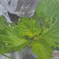 発芽に歓喜♪