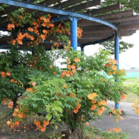 庄内緑地公園　今年のハスの花とバラ＆ノーゼンカズラ他