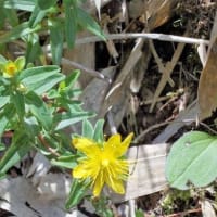 ＮＨＫ野山の植物（剣山）