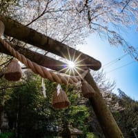 森山神社の桜を撮影