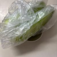 朝採りとうもろこし