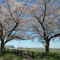 昭和記念公園の桜など　2月の芝居など