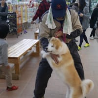 秋田犬「マリ」の引き取り