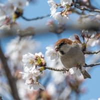 ニュウナイスズメ（4月5日）