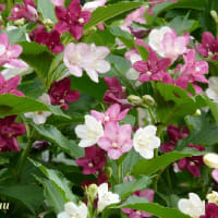 「さがみの仲良し小道」で「タニウツギ」がピンクの花を！！