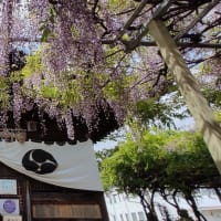 2025 　千年フジ開花情報　④最終５/２