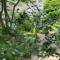 フィンガーライム：花のあと
