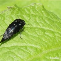 小さな虫たち。