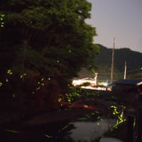 ホタル乱舞