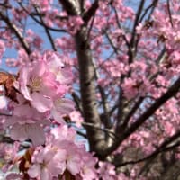 札幌も桜が満開