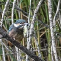 忍びの技発揮⁉翡翠色してカワセミ１羽