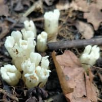 2025年7月1日(火)苫小牧「近所の自然散歩」植物調査と　2日(水)繁殖期鳥類調査