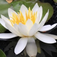 睡蓮の頃4-1