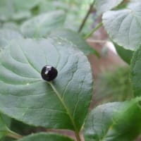 篠窪（しのくぼ）の隣町 花芸安達流　北澤様の生け花「七夕を生ける」(2025/07/01)