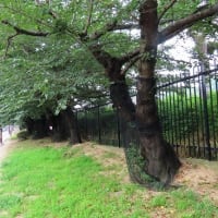 履中天皇陵・近く