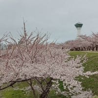 ✿。*.❀ 函館の桜も満開に ❀.*。✿