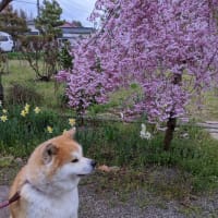 桜と秋田犬