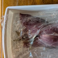 釣り場は、ゴミだらけ!?