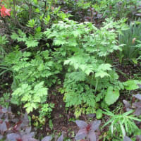 Various garden works