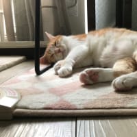 うちのねこさん