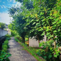 もう夏だネ。