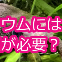 イモリウムに蓋はなぜ必要？：イモリウムとイモリの飼育方法2020年4月30日