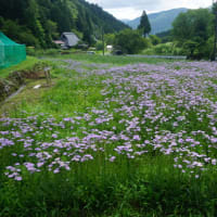 7月28日（日曜日）。京都の山里久多で「北山友禅菊まつり」開催。畑一面咲く薄紫の花の美しさ