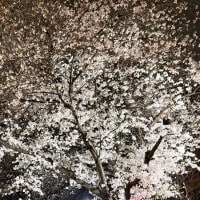 桜咲き始め