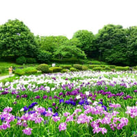 「県立相模原公園」の「水無月園」では「ハナショウブ」が満開へ！！