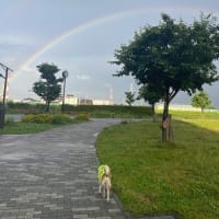 今日の元気　「虹」